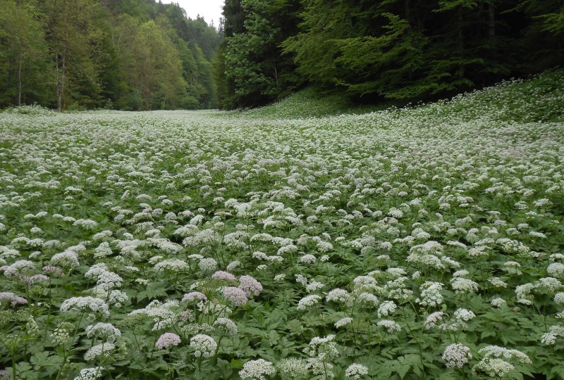 https://www.haustanne.de/wp-content/uploads/2017/03/wanderungen_slide_04_kaelbergropf.jpg