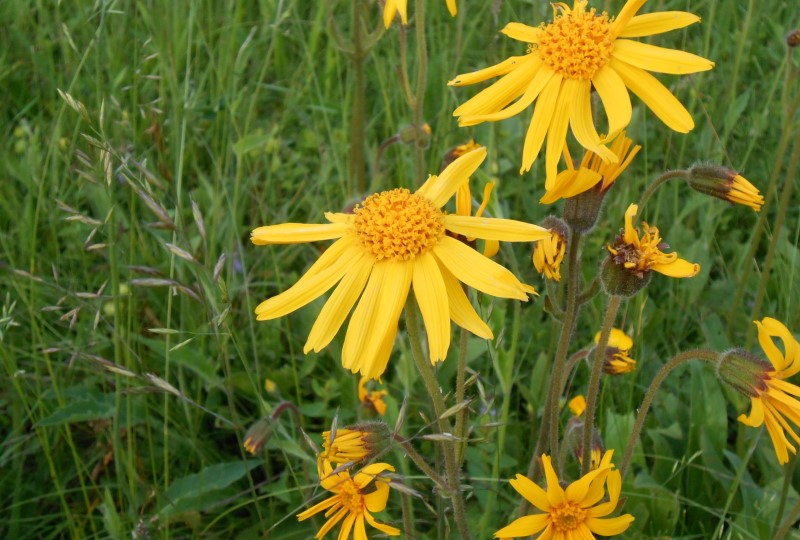 https://www.haustanne.de/wp-content/uploads/2017/03/wanderungen_slide_05_blumen.jpg