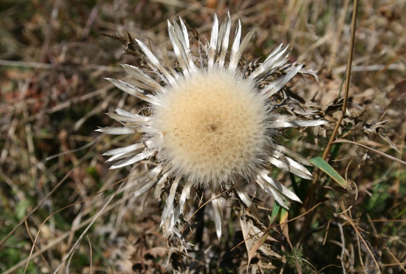 https://www.haustanne.de/wp-content/uploads/2017/03/wanderungen_slide_08_silberdistel.jpg